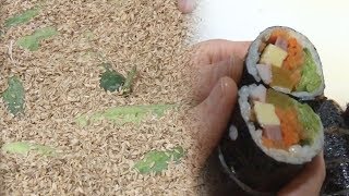The Secret to Cucumber Gimbap: 'Rice Bran Aging' @Master of Living Episode 648, 12/03/2018