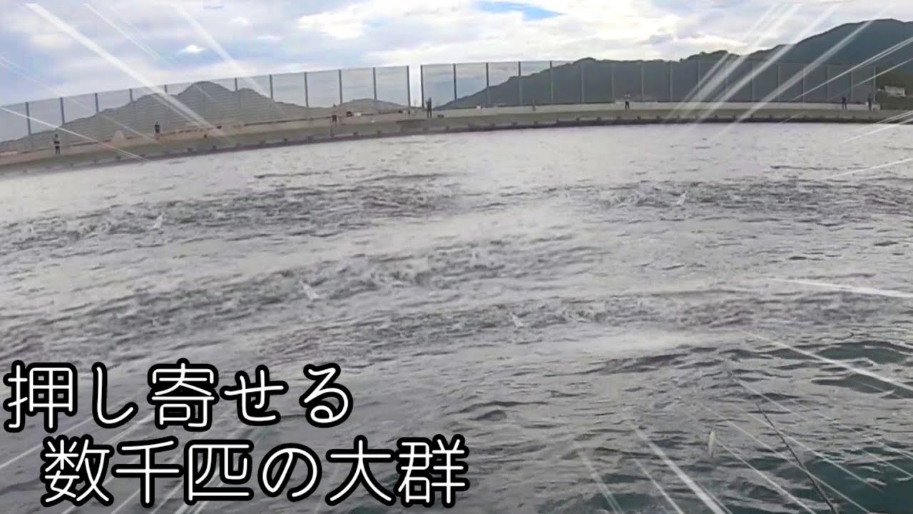 巨大アジの大群が押し寄せる恐怖の湾内はヤバすぎます！