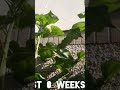 Giant sunflower at 8 weeks with original piano song