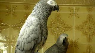 African Grey parrots bedtime noises!