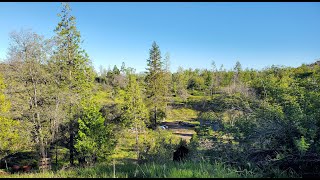 Sweet's Mill Forest Recovery