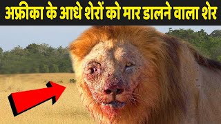 काली, अफ्रीका के आधे शेरों को अकेले खत्म कर देने वाला शेर | Real Story Of Kali The Lion