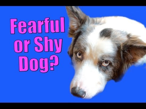 what-to-do-if-your-dog-gets-nervous-and-more!