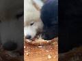 Sam-gyetang for dogs🐕🦺 #cooking #asmr #food