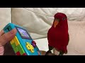 Red birb “Yay! GAME BOY! ........Huh? Something's not right
