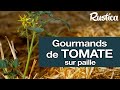 Repiquer des gourmands de tomate directement au potager