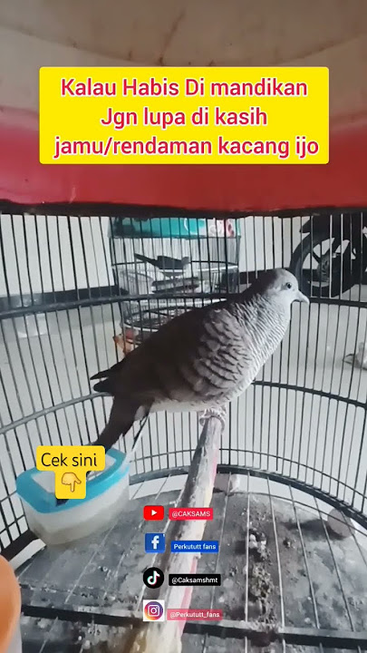perkutut lokal alam gacor buat masteran pancingan pikat merbok turtledove #perkutut #gacor #bird