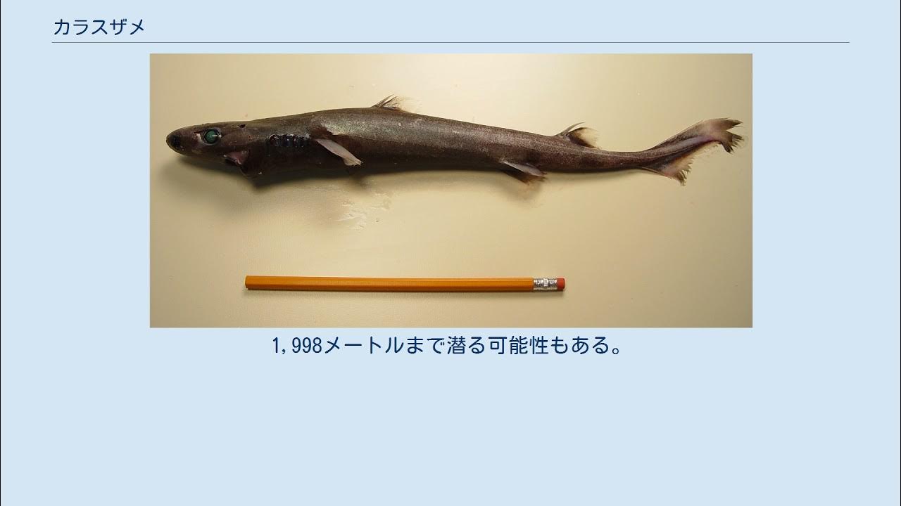 カラスザメ YouTube