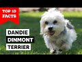 Dandie Dinmont Terrier - Top 10 Facts の動画、YouTube動画。