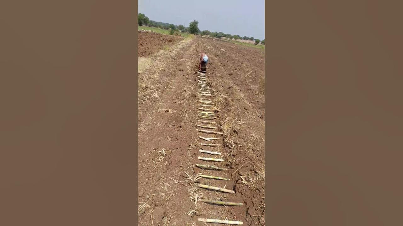 Sugarcane cultivation through trench method - YouTube