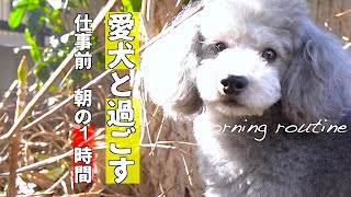 🐶仕事前に愛犬と過ごす1時間のモーニングルーティン。【トイプードルのグリィ】【犬】【dog】【toy poodle】
