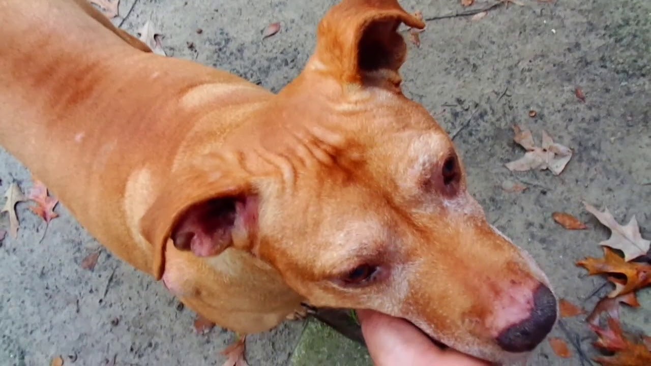 The story of Pawpaw and a hoe 