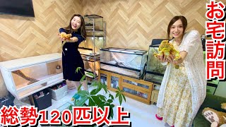 120匹の生き物を飼育するブリーダー女子の家がヤバすぎる