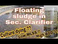 Floating sludge in secondary clarifier | MLSS getting low | Science Classes