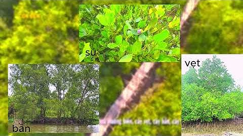 share cho ae xem bài thuyet trinh nhom toi