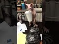 Cat is confused#cat #catsoftiktok #cute