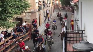 Trashumancia de ganado. Humanes de Madrid. Septiembre 2016