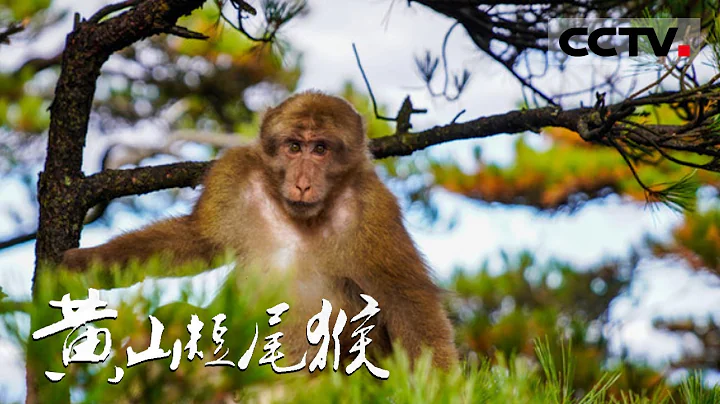 《黃山短尾猴》“猴眼看猴”！帶你走進“齊天大聖”們的精彩世界【CCTV紀錄】 - 天天要聞