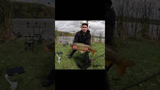 Гледайте цялото видео в канала ми ✌🏼 #carpfishing #carp #риболов #шаран #fishing #fish #angling