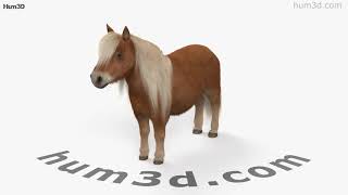 Shetland Pony 3D model by 3DModels.org