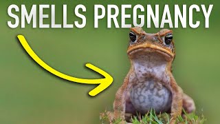 This frog detects pregnancy (and 9 other crazy facts)