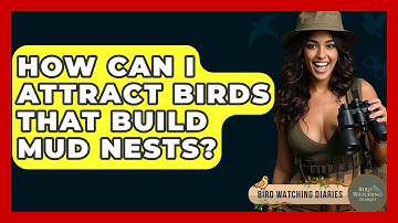 How Can I Attract Birds That Build Mud Nests? - Bird Watching Diaries