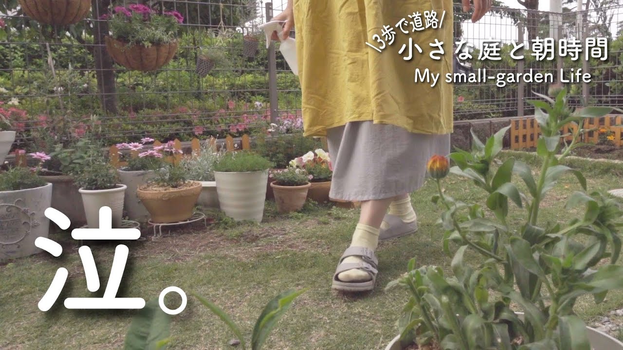 ガーデニング 小さなお庭を100均小物で飾る うどん粉病のカレンデュラ移植 百恵ちゃんを口ずさむ Gardening Epic Garden Decoration My Small Garden Youtube