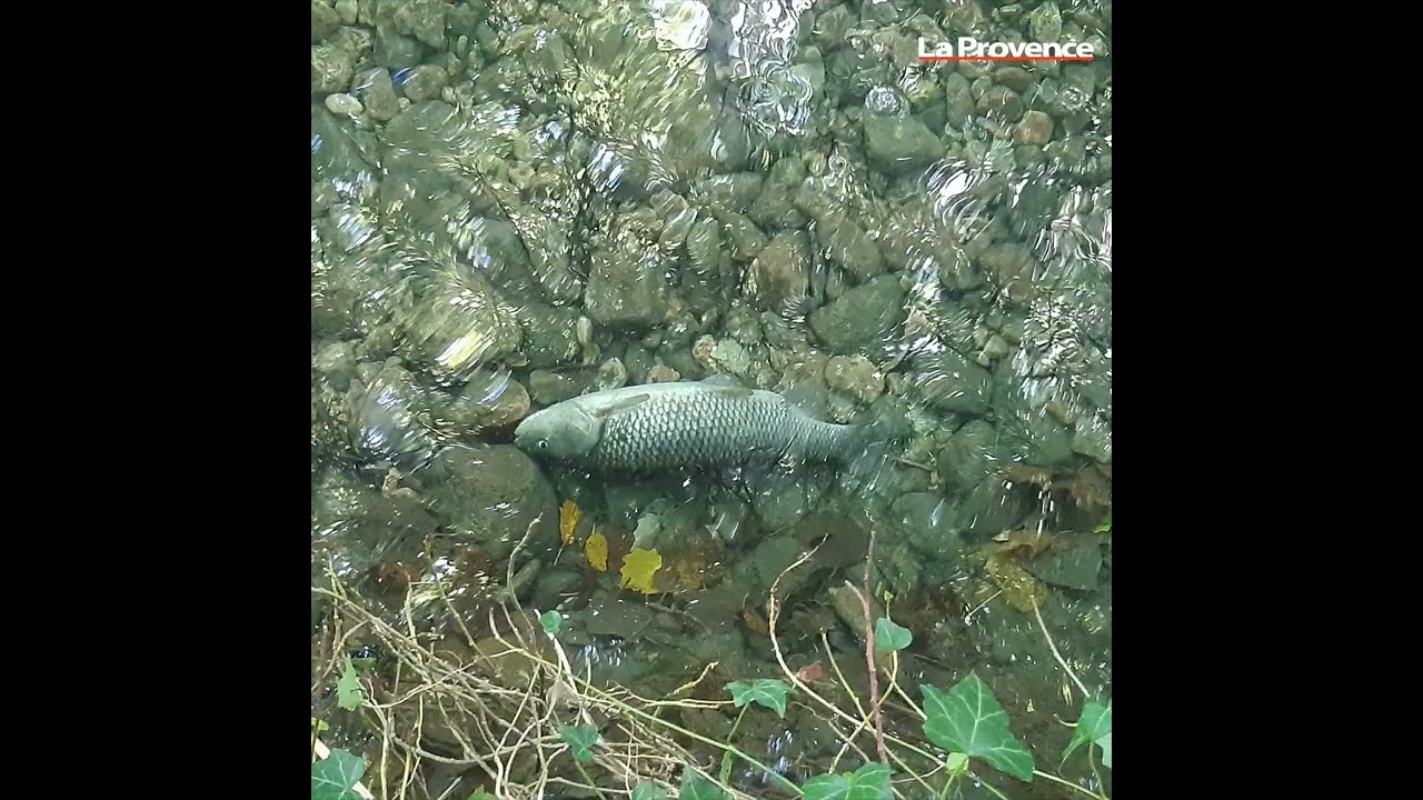 Vaucluse : alerte pollution dans la rivière du Groseau