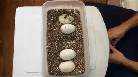 Cutting Ball Python Eggs - Clutch #8 - Piebald x Het. Piebald