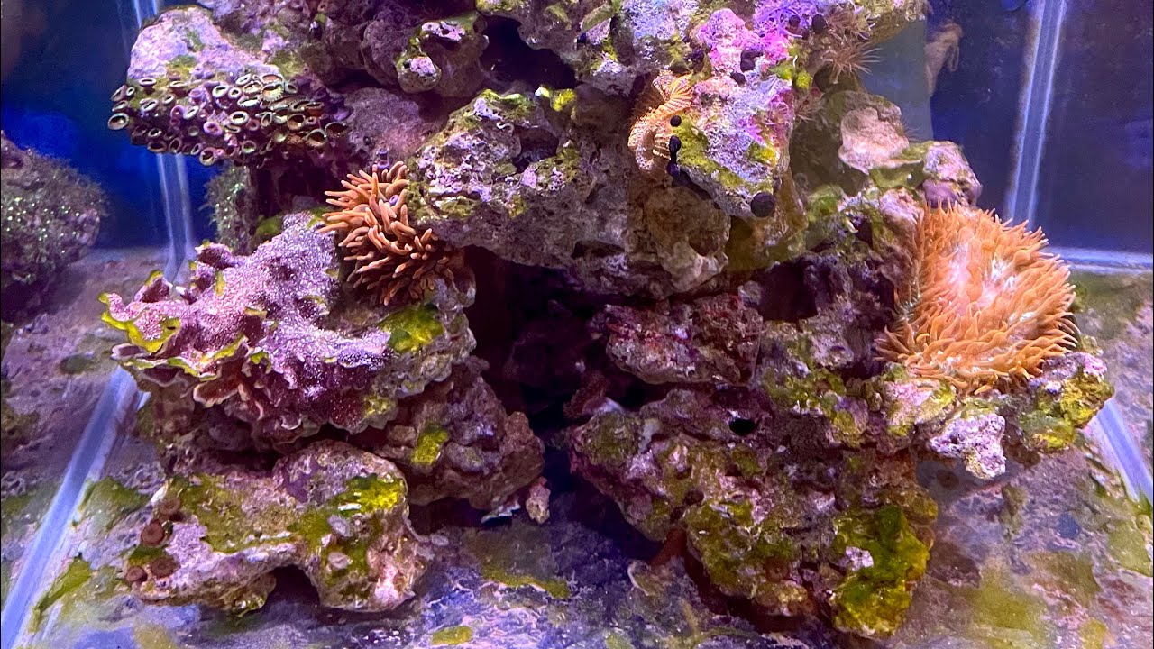 Arrivano le anemoni!!! (Il mio nuovo acquario marino - pt7) - YouTube