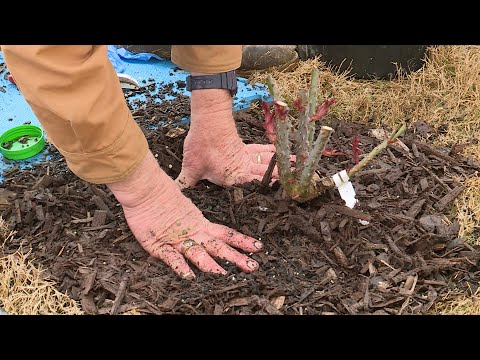 Video: Rožių sodinimas į žemę pavasarį. Laipiojančių rožių sodinimas į žemę