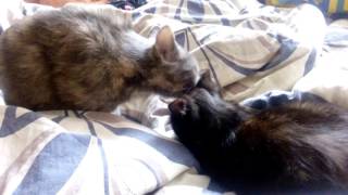 Кошачья любовь. Передержка кошек Кошачья любовь. Передержка кошек