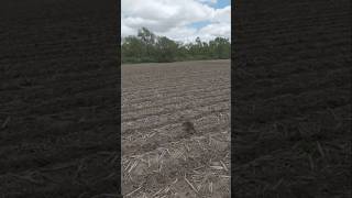 RACOON RESCUE! HAWK CIRCLES ABOVE | Fresh Dawn Pluribus Spring Strip-Till Strips Ready To Plant