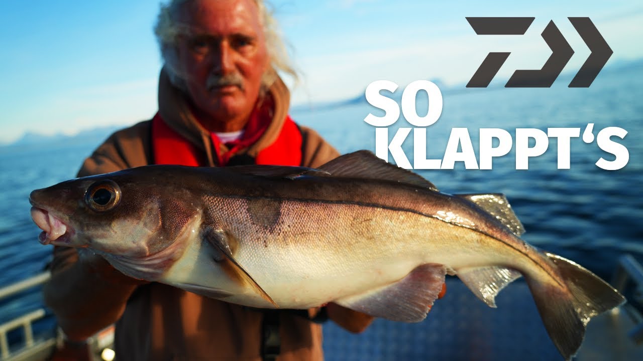 DAIWA: NATURKÖDER in NORWEGEN FANGEN! HORST HENNINGS & JÖRG OVENS angeln mit KÖDERFISCH.