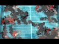 Extra Large Mixed Butterfly Fantail Goldfish from Blue Ridge Koi