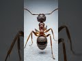 Macro video of ant #DreamScreenAI