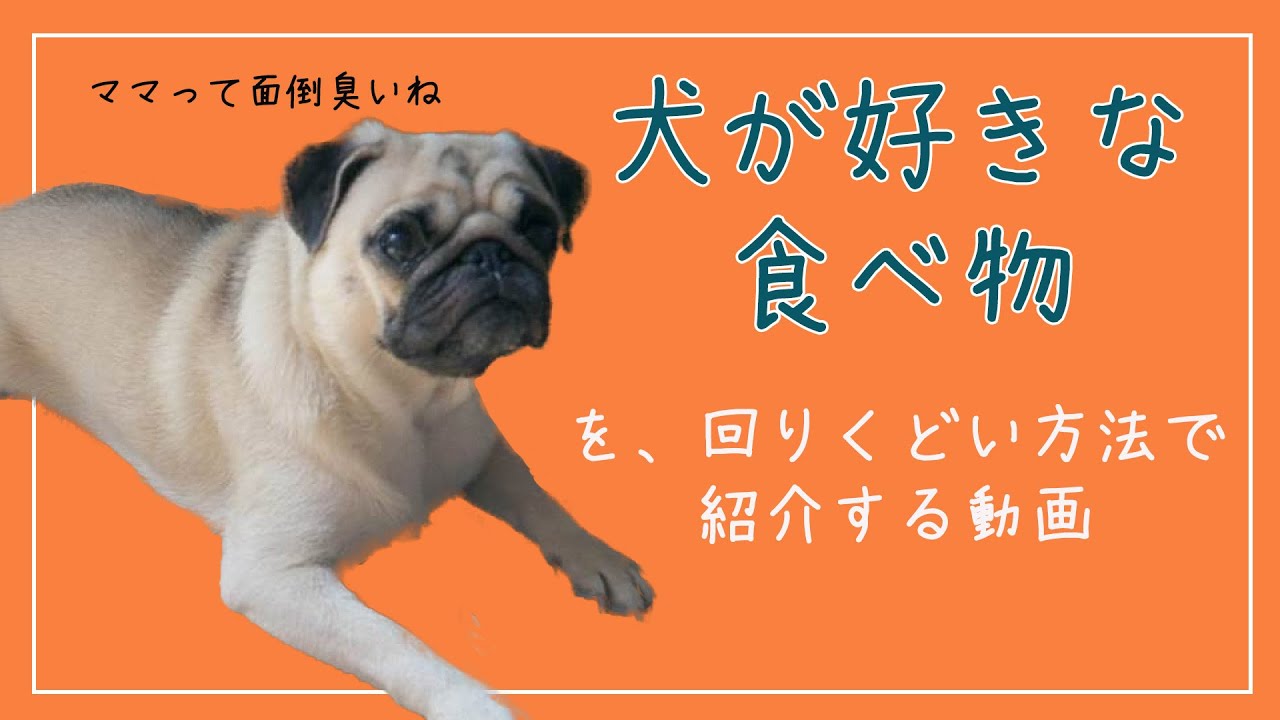 退屈そうなパグに犬の大好物を延々と答えさせる パグ犬にこぱん Youtube 退屈そうなパグに犬の大好物を延々と答えさせる パグ犬にこぱん Youtube