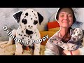 Picking up our dalmatian puppy
