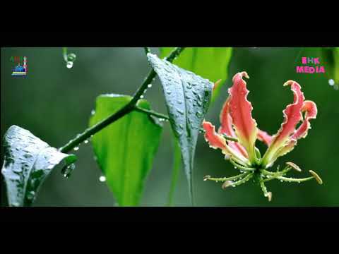 nijhum-rater-adhare-bangla-islamic-song-by-kalarab-album-kangkhito-monjil