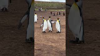 王企鹅同行,必有一架要打 #funny #games #money #king penguin 王企鹅同行,必有一架要打 #funny #games #money #king penguin