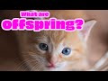 Understanding Offspring