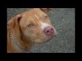 ( Parkour ) Pit Bull - Renella&#39;s Dante of Devil : American Pit bull Terrier Red Nose (Anteprima)