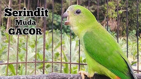 Suara Serindit Muda Gacor || Pancingan Emosi Bikin Serindit Lain Ikut Bunyi & Langsung Nyaut