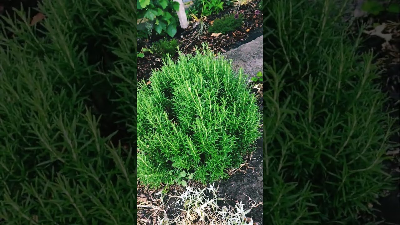 Hardy rosemary 🌿 #backyard_dacha #rosemary #plants #garden