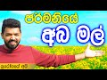 යුරෝපයේ 🇪🇺 අබ 🌻 යාය | Raps Fields in Europe