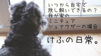放し飼い Youtube