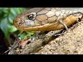 Watch Two King Cobras Romance Each Other