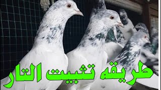 كيف تجليد التار