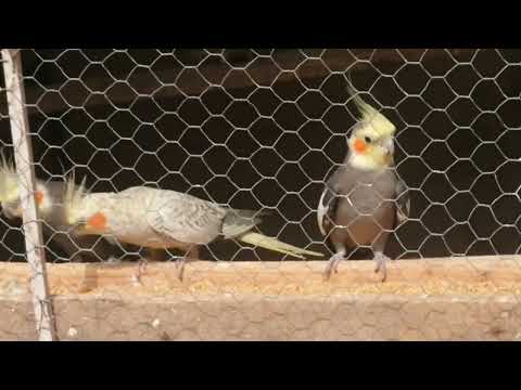 فوائد الخبز عند طيور الكوكتيل