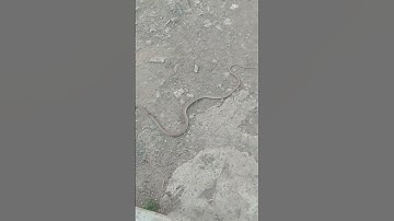 Thumbnail of Small Snake found on terrace | Mountain village | Nature Buddies -anime -animals -youtubeshorts -uk